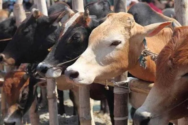 1.26 Lakh Cows To Be Slaughtered In New Zealand; Here Is Why!