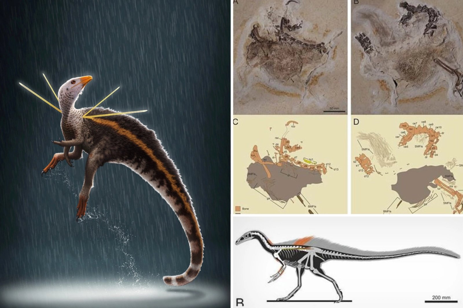 chicken-sized-dinosaur-found-in-brazil-hindustan-surkhiyan