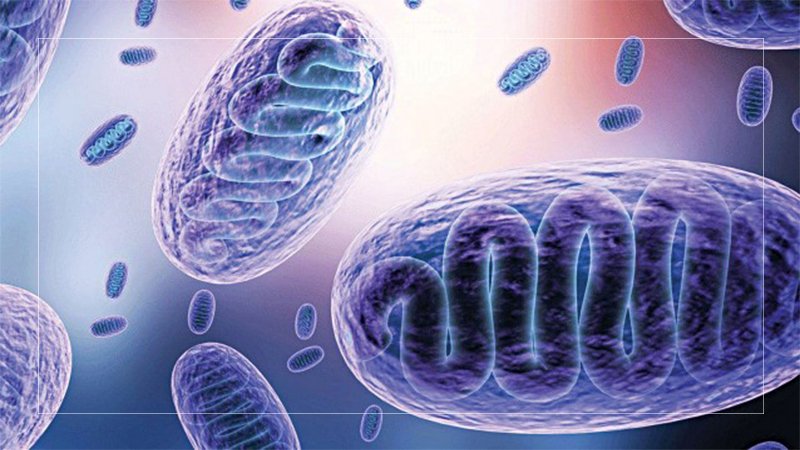 Bangladesh reports first case of black fungus