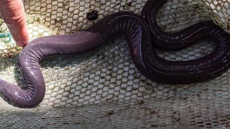 Finding exotic creatures in Florida!