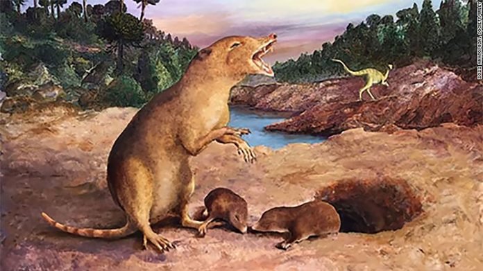 earliest-mammal-teeth-scn-scli-intl-exlarge
