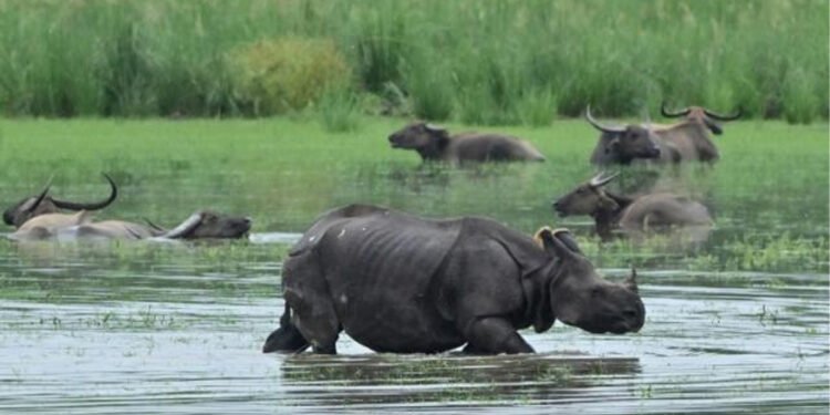 India floods swamp nat’l park