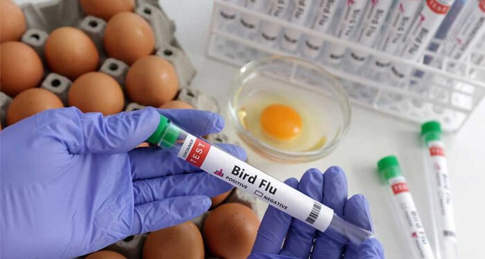 UK detects human case of bird flu, says wider risk remains low