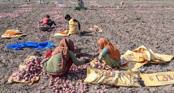 Pakistan drought dents winter harvest