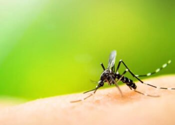 West Nile Virus Detected in Mosquitoes Across Four NYC Boroughs