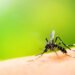 West Nile Virus Detected in Mosquitoes Across Four NYC Boroughs